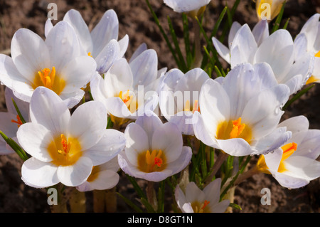 Macro di crocus bianco fiori in primavera Foto Stock