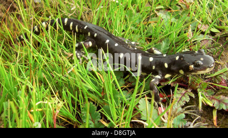 California tiger salamander ambystoma californiense. Foto Stock