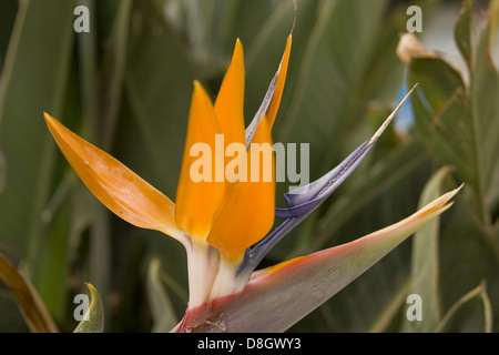 Uccello del paradiso o gru lily Foto Stock