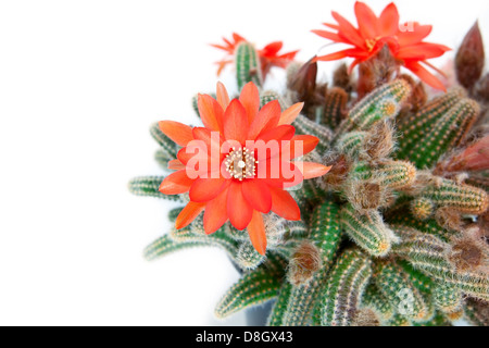 Rosso fiore di cactus su sfondo bianco Foto Stock