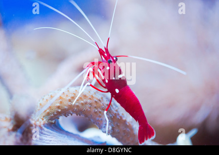 Rosso di gamberi marino Lysmata debelius Foto Stock