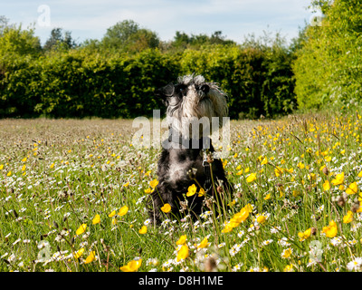 Una miniatura Schnauzer un campo di renoncules e margherite Foto Stock