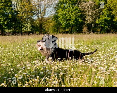 Una miniatura Schnauzer un campo di renoncules e margherite Foto Stock