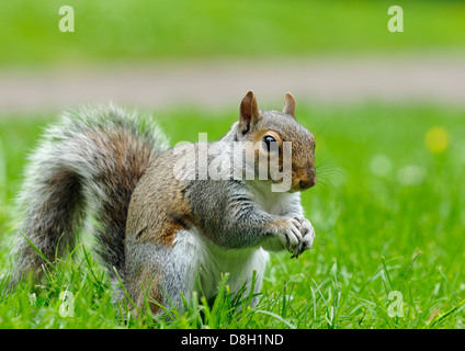 Scoiattolo grigio - Sciurus carolinensis Sat fino in erba Foto Stock