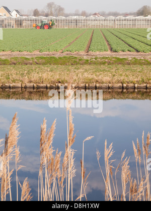 Il trattore la spruzzatura di pesticidi su campi di tulipani con canal e lamelle di acqua in primo piano. Foto Stock