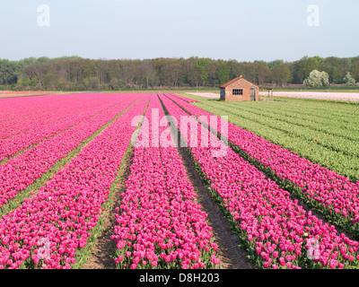 Campo di tulipani rosa in piena fioritura con lampadina sparso in background Foto Stock