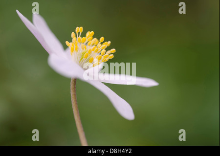 Anemone legno, Anemone nemorosa ,, Germania Foto Stock