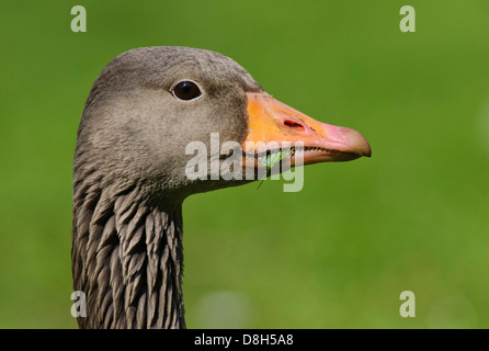 Oca graylag, Anser anser, Bassa Sassonia, Germania Foto Stock