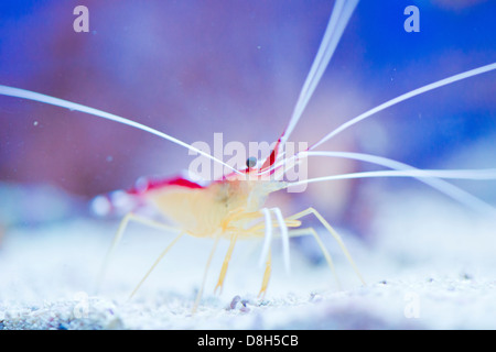 Gamberi marino Lysmata amboinensis (Cleaner gamberetti) Foto Stock