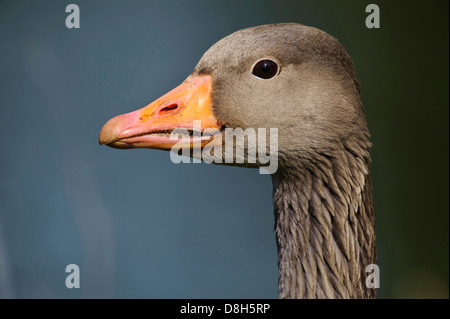 Oca graylag, Anser anser, Bassa Sassonia, Germania Foto Stock