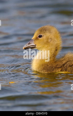 Oca graylag, Anser anser, Bassa Sassonia, Germania Foto Stock