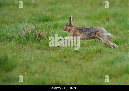 Europeo, lepre Lepus europaeus, Bassa Sassonia, Germania Foto Stock