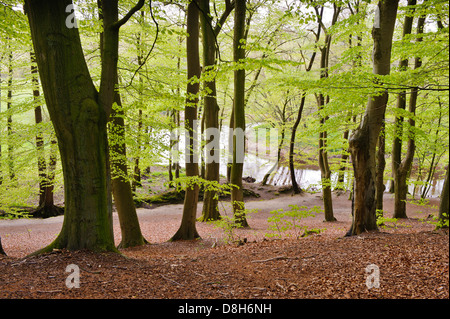 Foresta di faggio in primavera presso il fiume Hunte, Bassa Sassonia, Germania, Fagus sylvatica Foto Stock