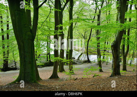 Foresta di faggio in primavera presso il fiume Hunte, Bassa Sassonia, Germania, Fagus sylvatica Foto Stock