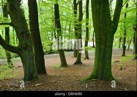 Foresta di faggio in primavera presso il fiume Hunte, Bassa Sassonia, Germania, Fagus sylvatica Foto Stock