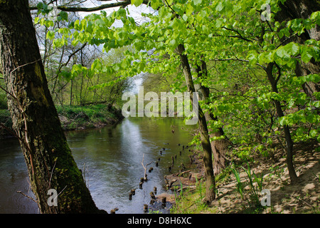 Foresta di faggio in primavera presso il fiume Hunte, Bassa Sassonia, Germania, Fagus sylvatica Foto Stock