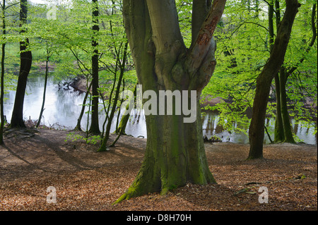 Foresta di faggio in primavera presso il fiume Hunte, Bassa Sassonia, Germania, Fagus sylvatica Foto Stock