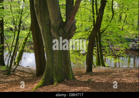 Foresta di faggio in primavera presso il fiume Hunte, Bassa Sassonia, Germania, Fagus sylvatica Foto Stock