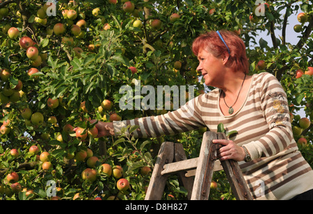tempo di raccolta Foto Stock