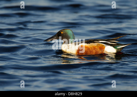 Northern mestolone, Anas clypeata, Germania Foto Stock