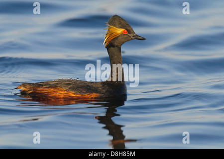 Nero a collo svasso, podiceps nigricollis, goldenstedter moor, Bassa Sassonia, Germania Foto Stock