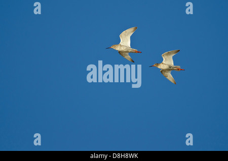 Redshanks, tringa totanus, Germania Foto Stock