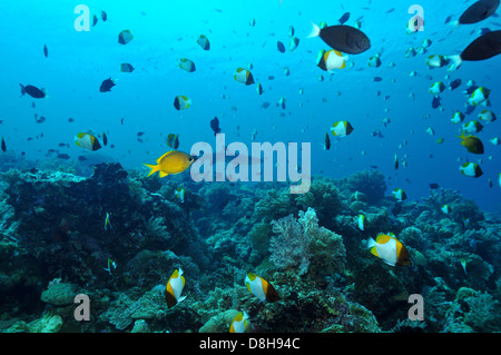 Immersione a Apo Reef Foto Stock