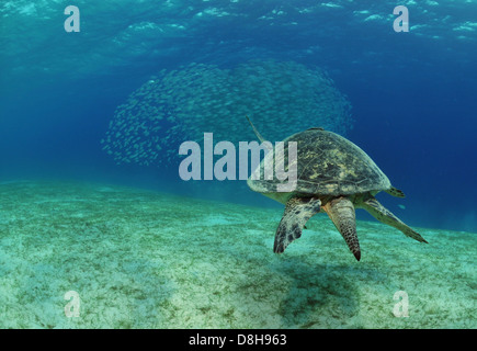 Sciame di pesci e tartarughe marine Foto Stock