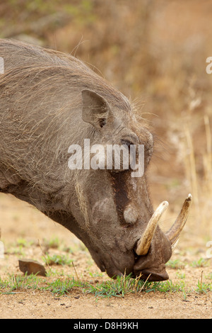 Ritratto di un maschio warthog (Phacochoerus aethiopicus) pascolare nel Parco Nazionale di Kruger, Sud Africa. Foto Stock