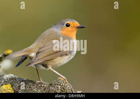 Pettirosso europeo Foto Stock