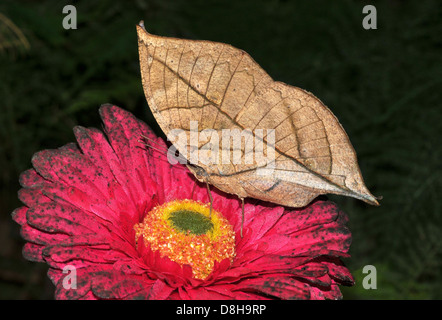 Foglia indiano Butterfly Foto Stock
