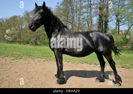 Cavallo frisone Foto Stock