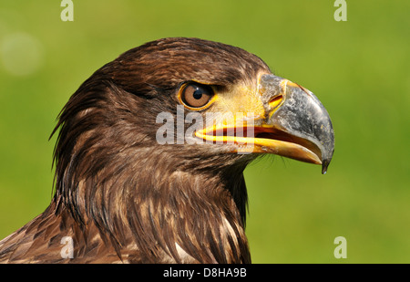 Giovane aquila calva Foto Stock