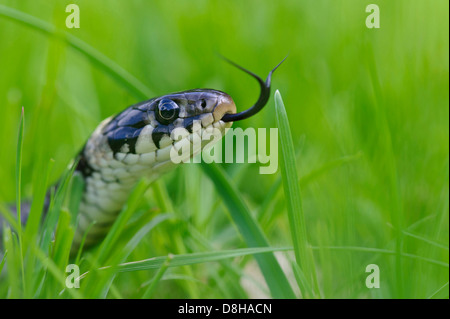 Biscia, natrix natrix, goldenstedter moor, Bassa Sassonia, Germania Foto Stock