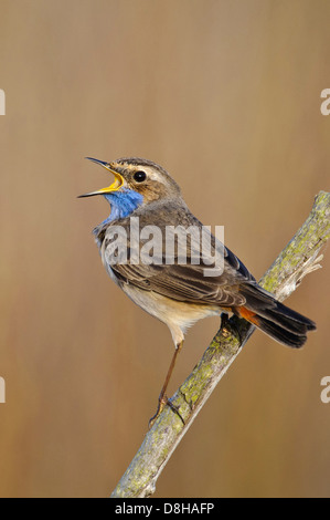 Pettazzurro, Luscinia svecica, goldenstedter moor, Bassa Sassonia, Germania Foto Stock