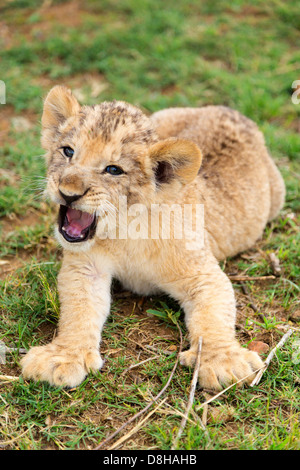 Lion cub ringhiando alla fotocamera Foto Stock