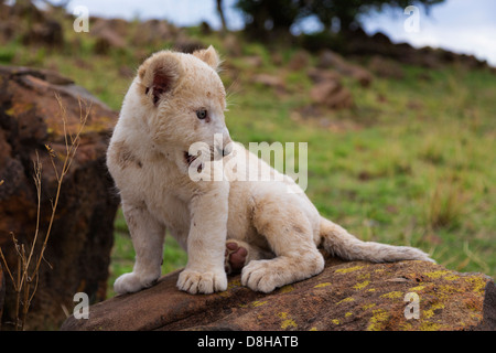 White Lion cub seduto su una roccia Foto Stock