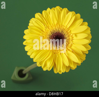 Gerbera gialla in vaso verde Foto Stock