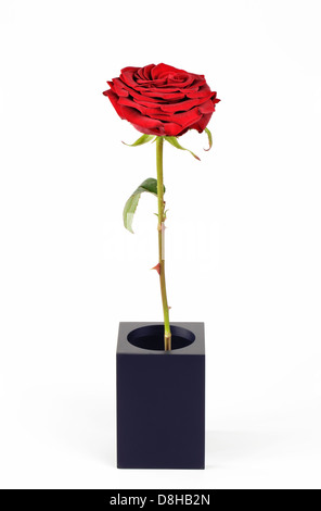 Unico tall red rose Foto Stock