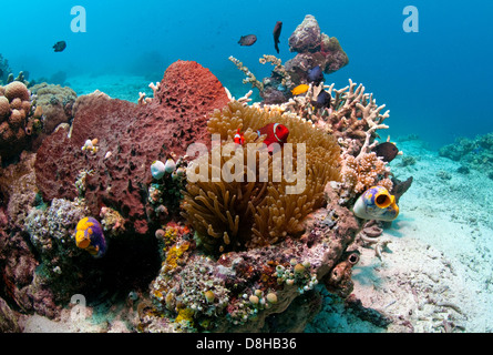 barriera corallina Foto Stock