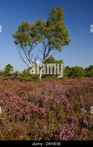 Rehdener geestmoor, Diepholz, Bassa Sassonia, Germania Foto Stock