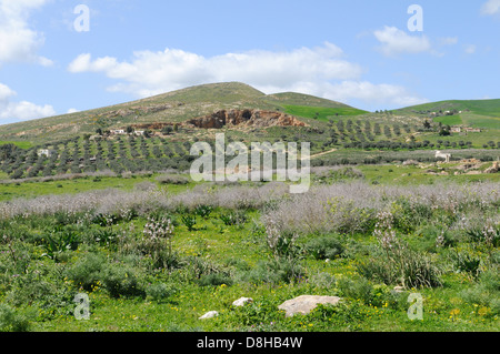 Campagna tunisina in primavera nei pressi di Bulla Regia Jendouba Tunisia Foto Stock