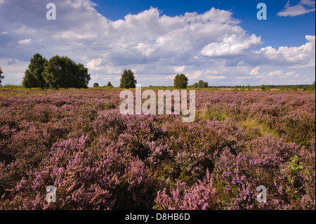 Rehdener geestmoor, Diepholz, Bassa Sassonia, Germania Foto Stock