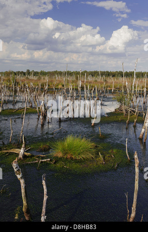 Rehdener geestmoor, Bassa Sassonia, Germania Foto Stock