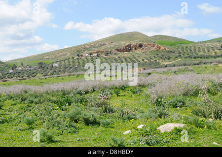 Campagna tunisina in primavera nei pressi di Bulla Regia Jendouba Tunisia Foto Stock