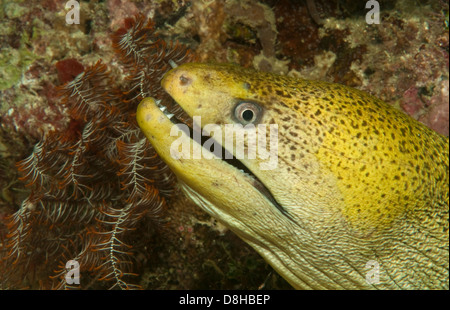 Testa gialla moray Foto Stock