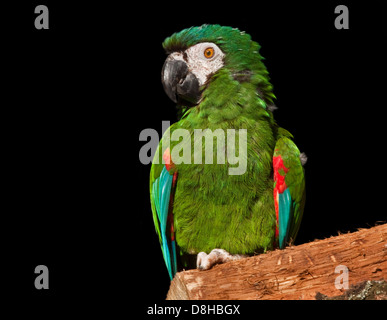 Chestnut fronteggiata Macaw (ara severus) Foto Stock