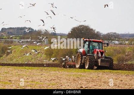 Scena di allevamento di un contadino arando un campo pronto per nuove colture in primavera con uccelli di mare alimentazione dei vermi esposti Foto Stock