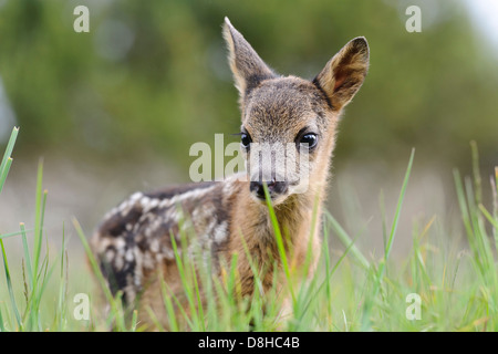 Fawn, il capriolo Capreolus capreolus, vechta, Bassa Sassonia, Germania Foto Stock