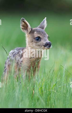 Fawn, il capriolo Capreolus capreolus, vechta, Bassa Sassonia, Germania Foto Stock